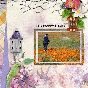 The Poppy Fields