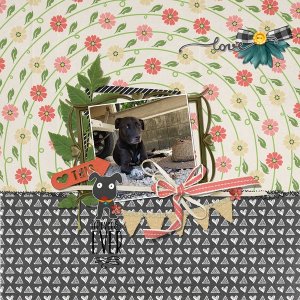 love miss dog