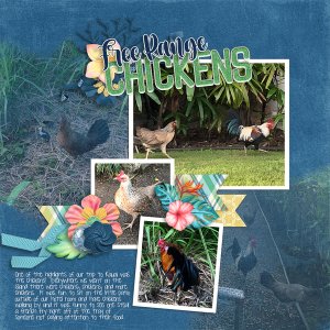 Chickens Gone Wild