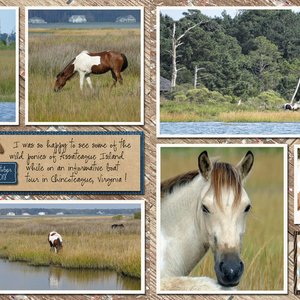 Wild Ponies
