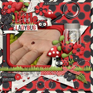 Little ladybug