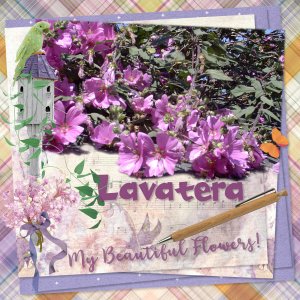 Lavatera