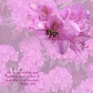 Azalea + Bee