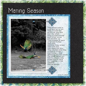 MATING SEASON
