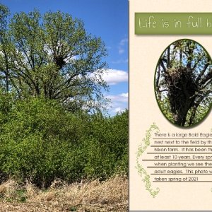 Bald Eagle Nest