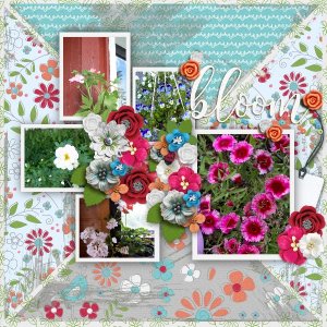 Bloom