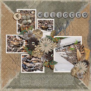 Killdeer Nest