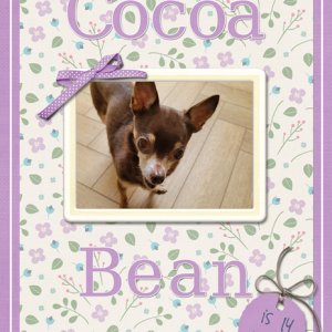 Cocoa Bean