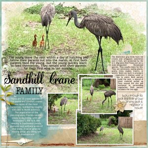 Sandhill Crane family