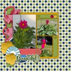 Beautiful_dahlia