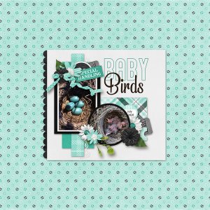 Baby-Birds1