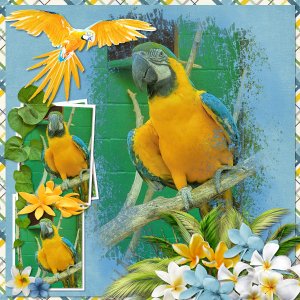 Parrot