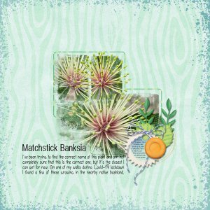 Matchstick Banksia