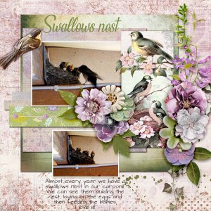 Swallows-nest