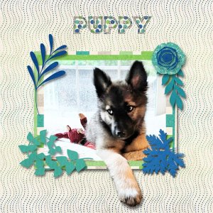 Puppy