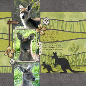 Kangaroos