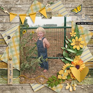Sunflowers