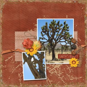 Joshua tree