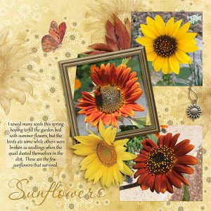 Sunflowers