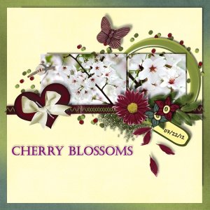 Cherry Blossoms