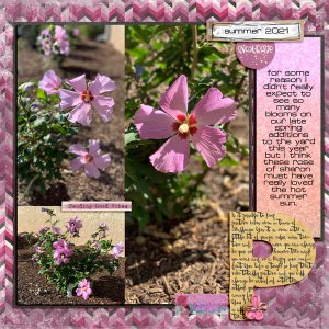 Pink Rose of Sharon