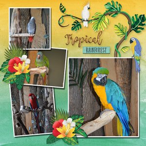 Best of Amazonia 1
