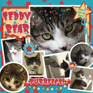 Happy Gotcha Day Teddy