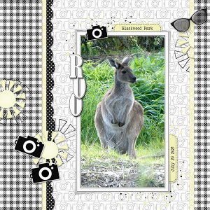 Kangaroo