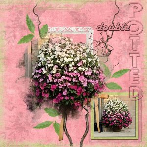 Double Potted