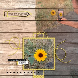 Wild Sunflower
