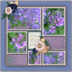 Larkspur flowers