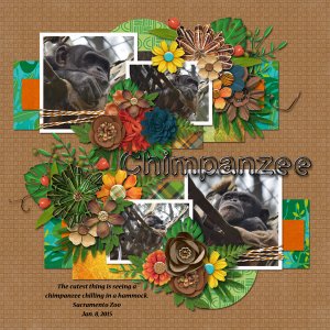 chimpanzee