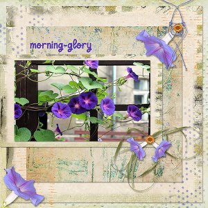 morning-glory