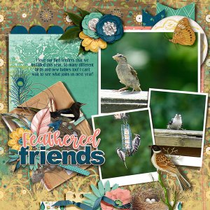 Love My Birds