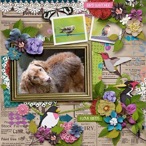 Bird Watcher