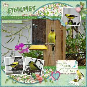 The Finches Are Back!