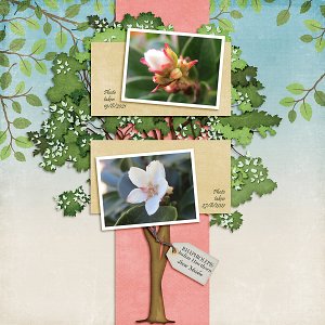Bloom