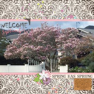 September Magnolia