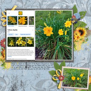 2021 Daylilies