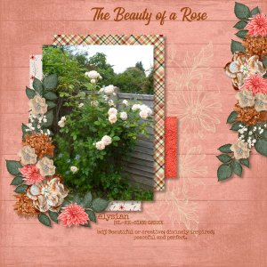 The Beauty of a Rose