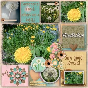 dandelion1