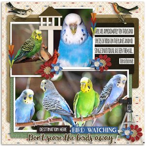 Bird Watching
