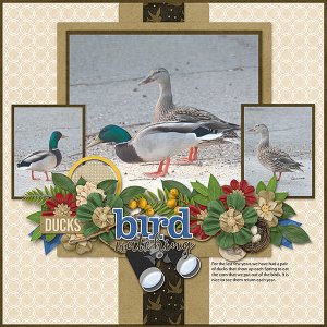 Ducks-copy1