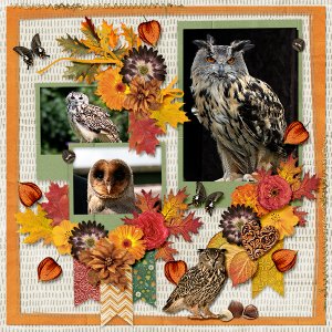 I love owls