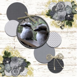 Kookaburra
