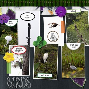 birds