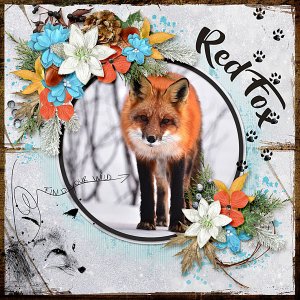 Red Fox