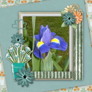 Iris