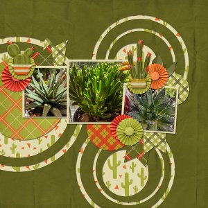 Cactus Garden