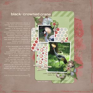 Black-crowned Crane